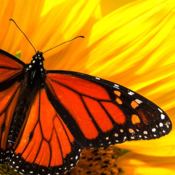 Meet your Posher, Sweetz - Picture 1 of 1